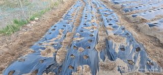 산골아찌님의 감자 · 영농일지 작성글 사진