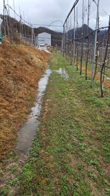 팜모닝 사과·영농일지 게시글 이미지