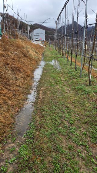 김중달님의 사과 · 영농일지 작성글 사진