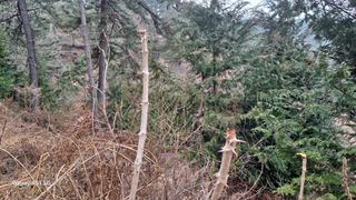 서인덕님의 두릅 · 영농일지 작성글 사진