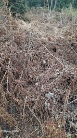 팜모닝 두릅·영농일지 게시글 이미지