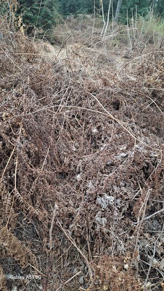 서인덕님의 두릅 · 영농일지 작성글 사진