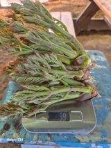 팜모닝 두릅·영농일지 게시글 이미지