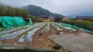 마늘16889주지인님의 옥수수 · 영농일지 작성글 사진