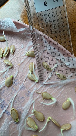 허인녕님의 작성글 사진