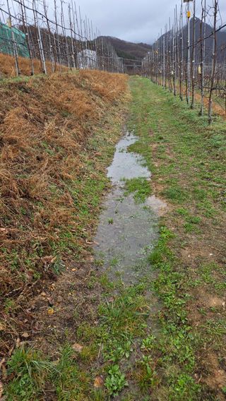 김중달님의 사과 · 영농일지 작성글 사진