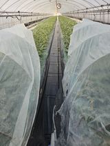 팜모닝 기타작물·영농일지 게시글 이미지