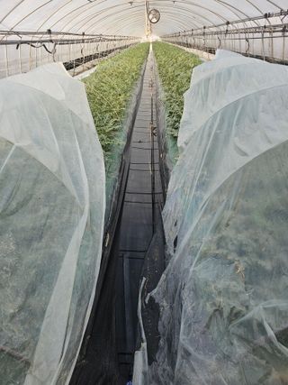 김동식님의 기타작물 · 영농일지 작성글 사진