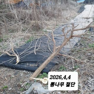 시민농장님의 옥수수 · 영농일지 작성글 사진