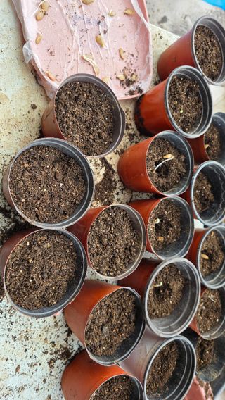 허인녕님의 호박 · 영농일지 작성글 사진