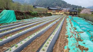 마늘16889주지인님의 옥수수 · 영농일지 작성글 사진