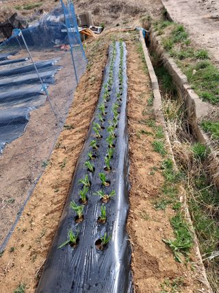 백영호님의 파 · 영농일지 작성글 사진