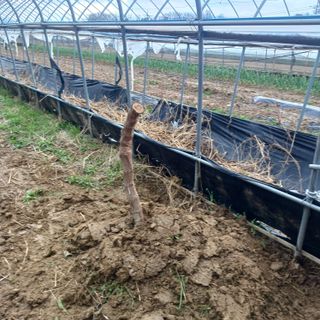 김진영님의 기타작물 · 영농일지 작성글 사진