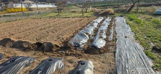 산골아찌님의 감자 · 영농일지 작성글 사진