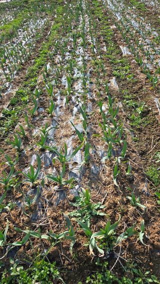 박정희 님의 마늘 · 영농일지 작성글 사진