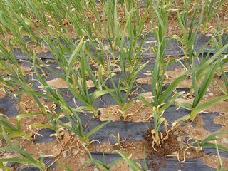 전원수님의 기타작물 · 영농일지 작성글 사진