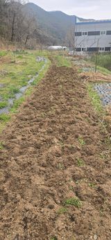 돌복숭아님의 작성글 사진