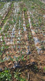 박정희 님의 작성글 사진