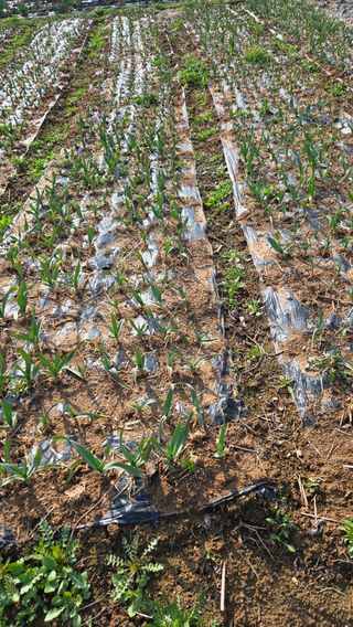 박정희 님의 마늘 · 영농일지 작성글 사진