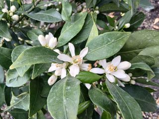 라이온3241님의 귤 · 영농일지 작성글 사진