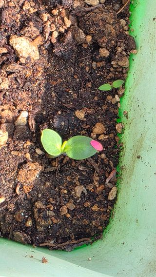 허인녕님의 호박 · 영농일지 작성글 사진