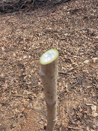 김대숙님의 두릅 · 영농일지 작성글 사진