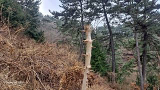 서인덕님의 두릅 · 영농일지 작성글 사진