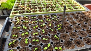 허인녕님의 호박 · 영농일지 작성글 사진