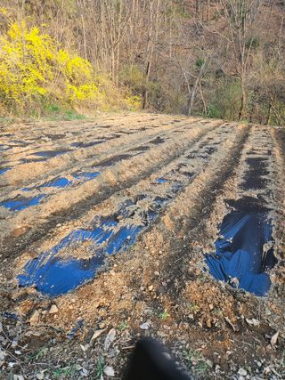 곤지암부곡농부김동천님의 콩 · 영농일지 작성글 사진