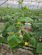 낙엽교목류6964님의 작성글 사진