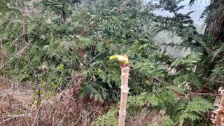 서인덕님의 두릅 · 영농일지 작성글 사진