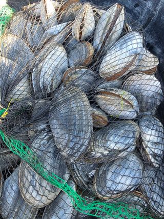 정영기대산축산농부♡님의 기타작물 · 영농일지 작성글 사진