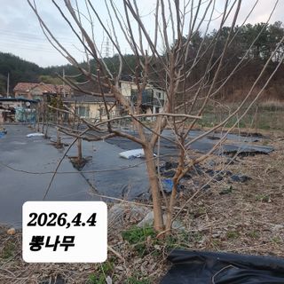 시민농장님의 옥수수 · 영농일지 작성글 사진