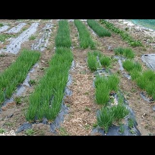 이갑덕님의 감자 · 영농일지 작성글 사진