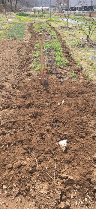 돌복숭아님의 기타작물 · 영농일지 작성글 사진