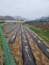 팜모닝 고추·영농일지 게시글 이미지