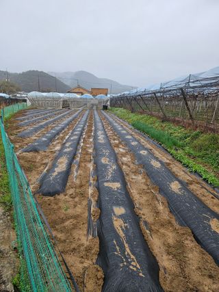 신득경님의 고추 · 영농일지 작성글 사진