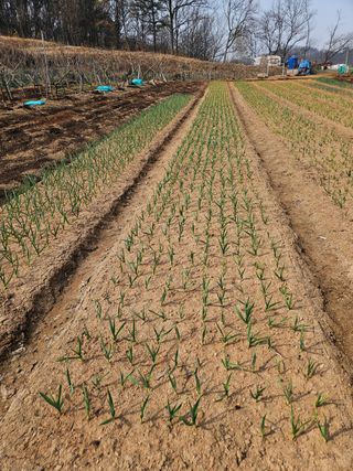 전원수님의 기타작물 · 영농일지 작성글 사진