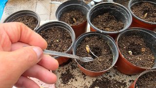 허인녕님의 호박 · 영농일지 작성글 사진