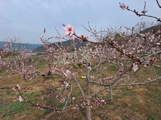 철남 김희곤님의 두릅 · 영농일지 작성글 사진