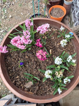 송명식님의 기타작물 · 영농일지 작성글 사진