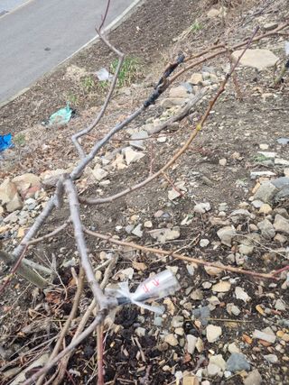 김용대님의 기타작물 · 영농일지 작성글 사진