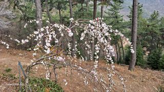 서인덕님의 기타작물 · 영농일지 작성글 사진