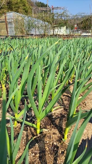 박희정님의 마늘 · 영농일지 작성글 사진