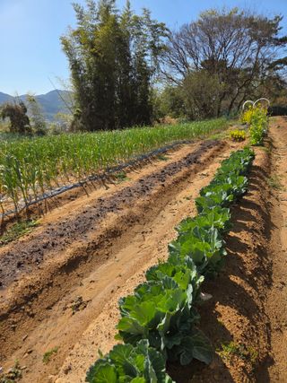 한병훈님의 감자 · 영농일지 작성글 사진