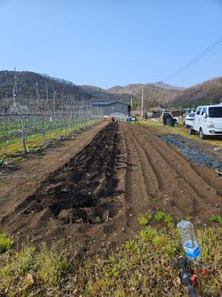 봉좌산님의 참깨 · 영농일지 작성글 사진