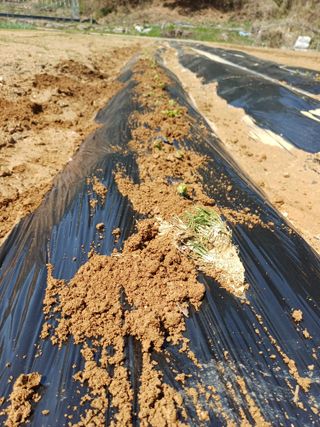 이강재님의 감자 · 영농일지 작성글 사진