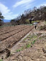 거창두릅농원김성희님의 작성글 사진