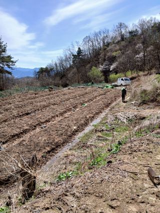 거창두릅농원김성희님의 두릅 · 영농일지 작성글 사진