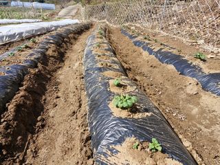 성은모님의 기타작물 · 영농일지 작성글 사진